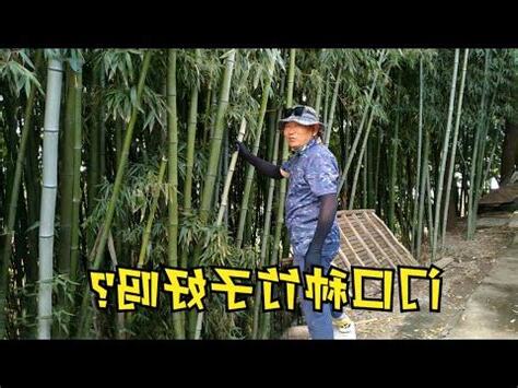 門口種竹子