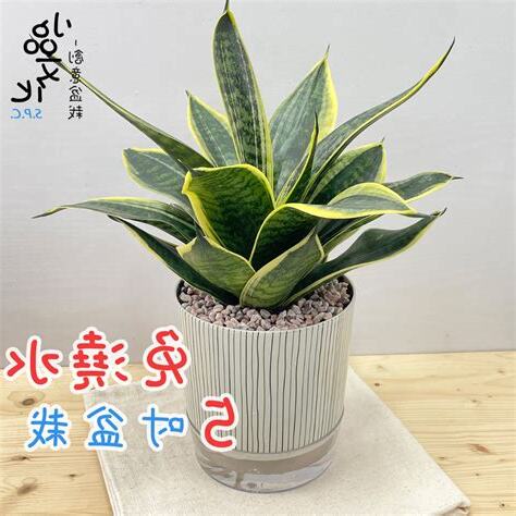 虎尾兰風水