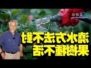 不用常澆水的果樹