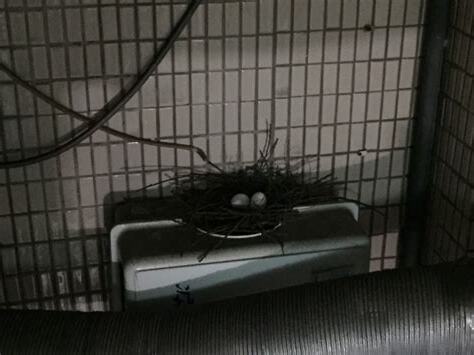 鳥飛進家裡死掉