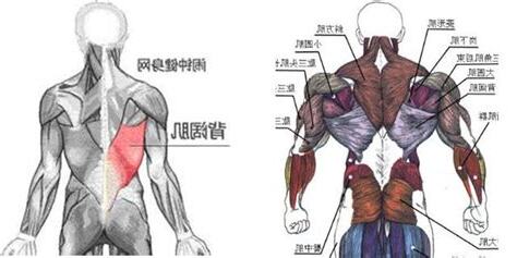 後背長毛