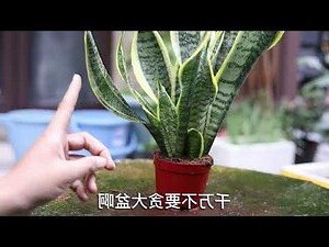 虎皮兰风水