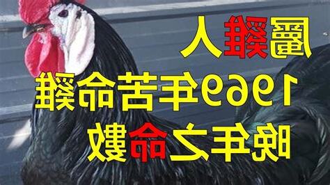 1969生肖配對