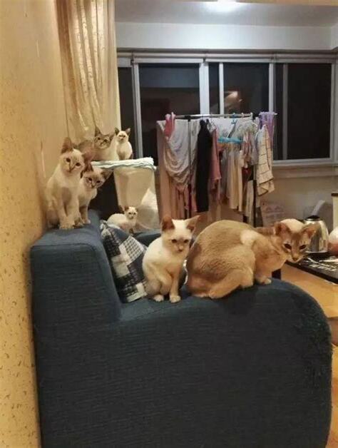 家裡養貓