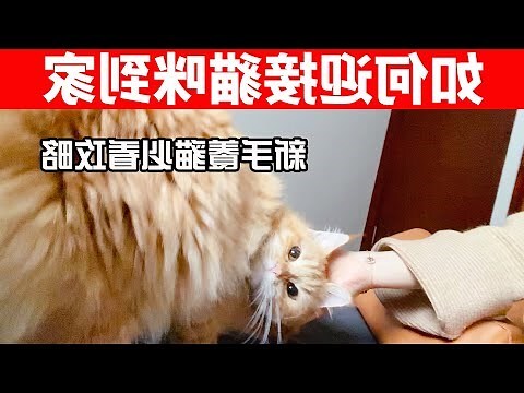 夢到一窩小貓