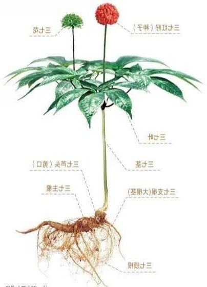 什麼是三七