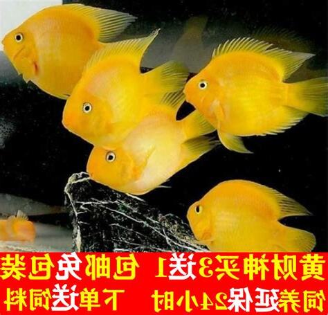 財神鸚鵡魚