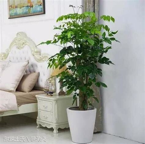 家中適合種的植物