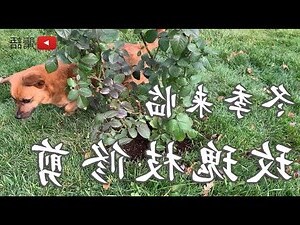 家裡種玫瑰花好嗎