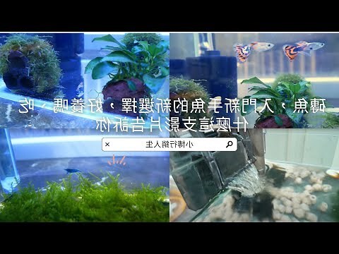 磚魚好養嗎