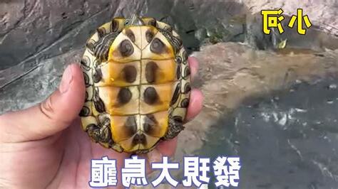 撿到烏龜運氣