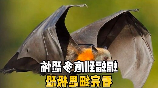 蝙蝠进家是什么意思