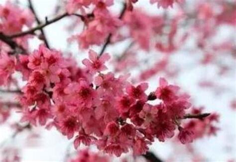 桃花煞意思