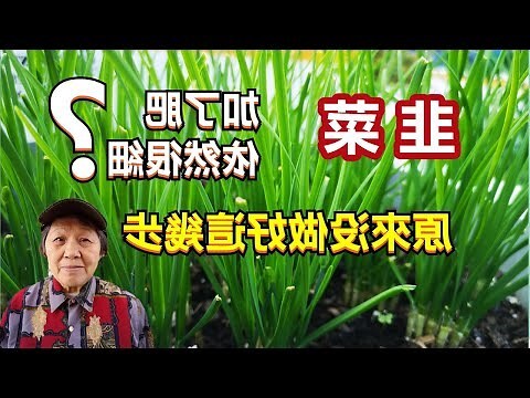 韭菜好種嗎