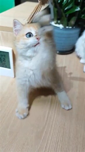金影顏色