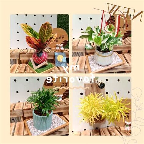 戶外植物