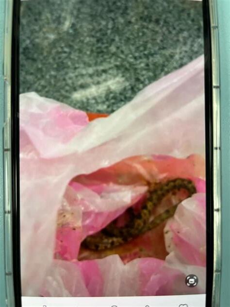 遇見蛇不要打