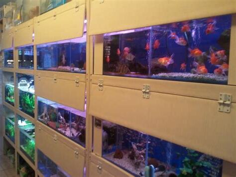發財魚水族