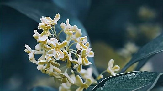 桂花形容
