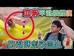 血鸚鵡好養嗎