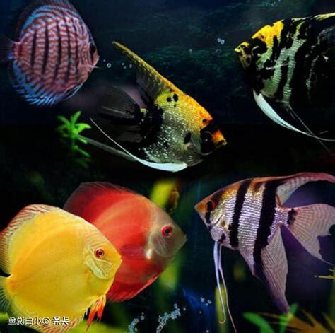 七彩神仙魚品種