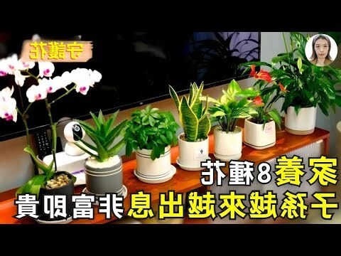家裡放花