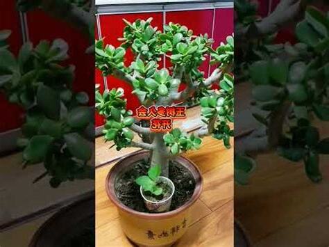 綠玉樹開花