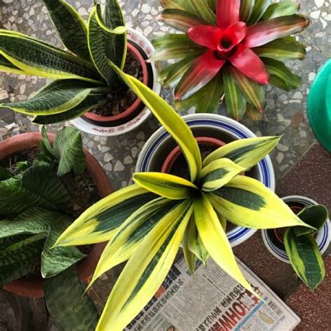 蚌蘭風水