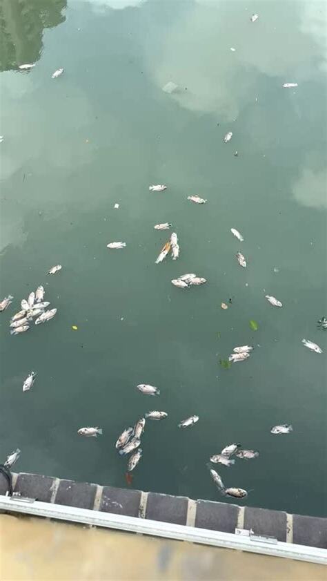 魚死掉