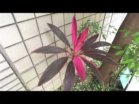 紅邊竹蕉照顧