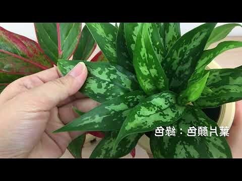 巴黎美人粗肋草照顧