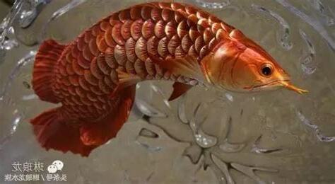 做生意養魚