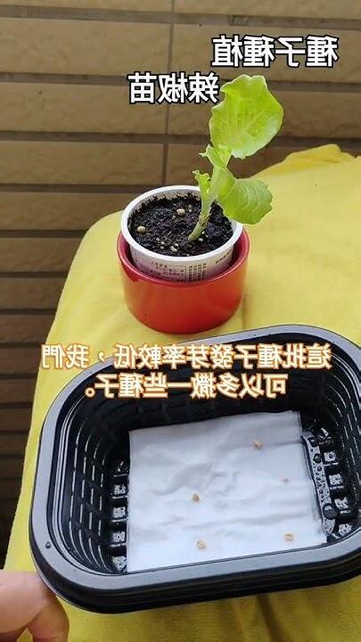 在家種植