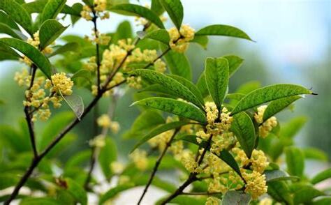 桂花種植禁忌