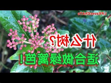 可當圍牆的植物