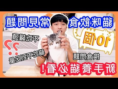 流浪貓可以吃什麼