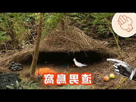 鳥在家築巢