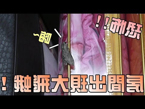 飛蛾飛進房間