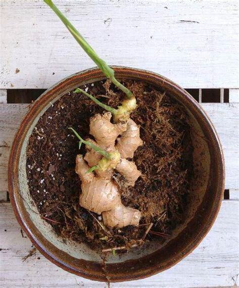 薑發芽種植
