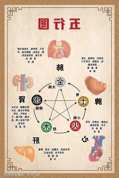 五臟六腑圖