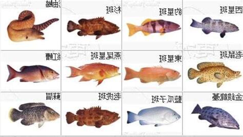 魚的種類