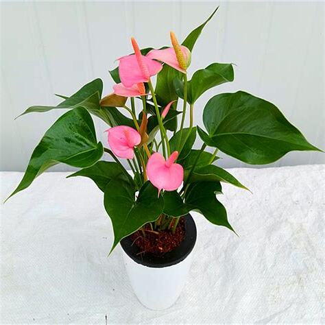 粉掌水種