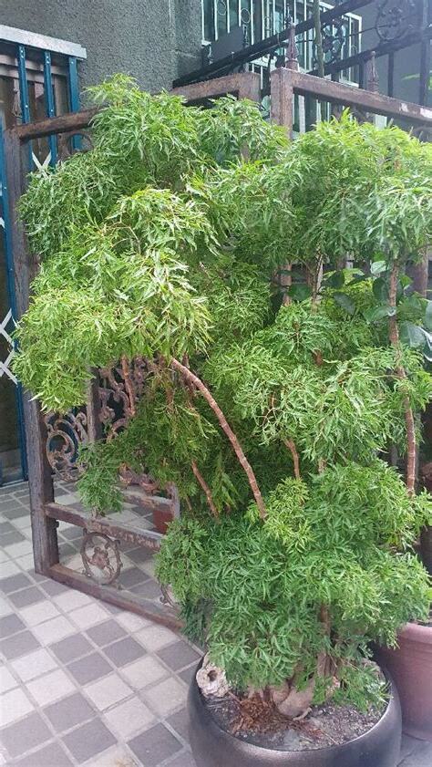 盆栽推薦