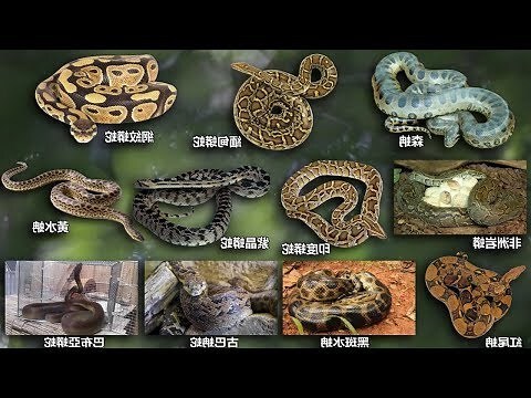 蛇的名字