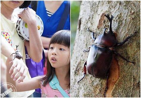 獨角仙飛來家裡
