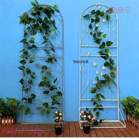 陽台爬藤植物