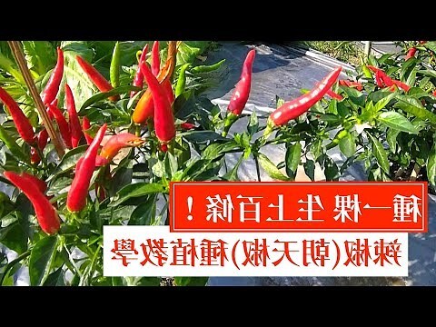 種辣椒