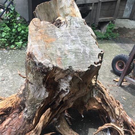 龍柏禁忌