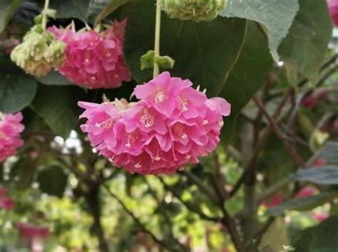 非洲芙蓉