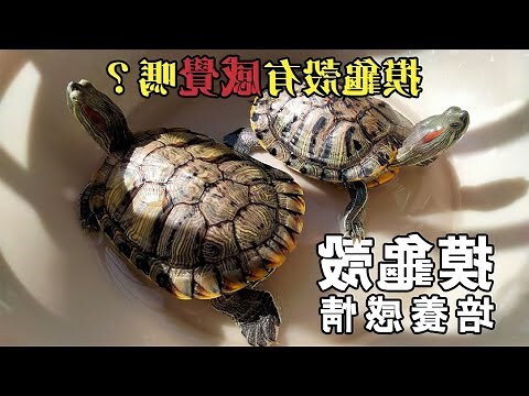 巴西龜殼